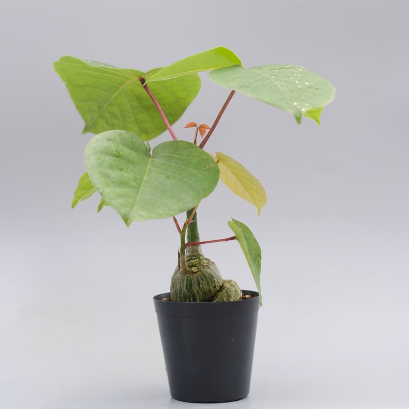 まんまる型 プセウド ボンバックス 051 Pseudobombax ellipticum |