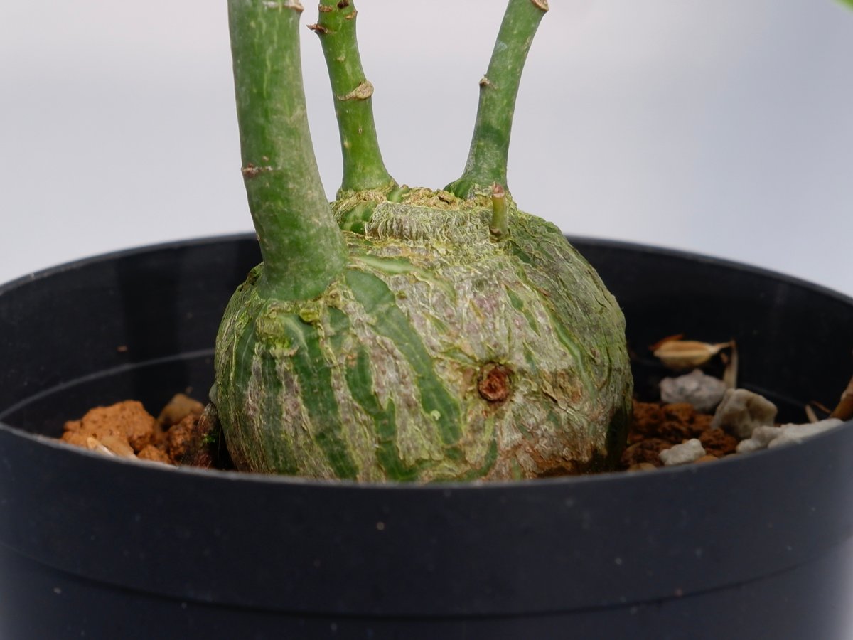 まんまる型 プセウド ボンバックス 031 Pseudobombax ellipticum |