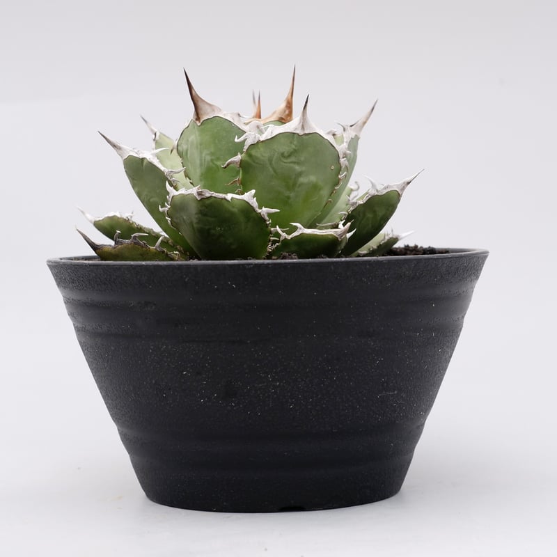 アガベ チタノタ 烈焔 002 Agave titanota 烈焔 | Sunny Branch アガベ チタノタ 烈焔 002 Agave titanota 烈焔 | Sunny Branch