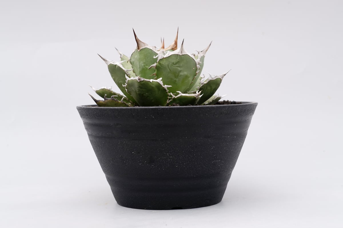 す*。様 GW特別オークション‼️ 2株セット‼️アガベチタノタ烈炎と黒鯨