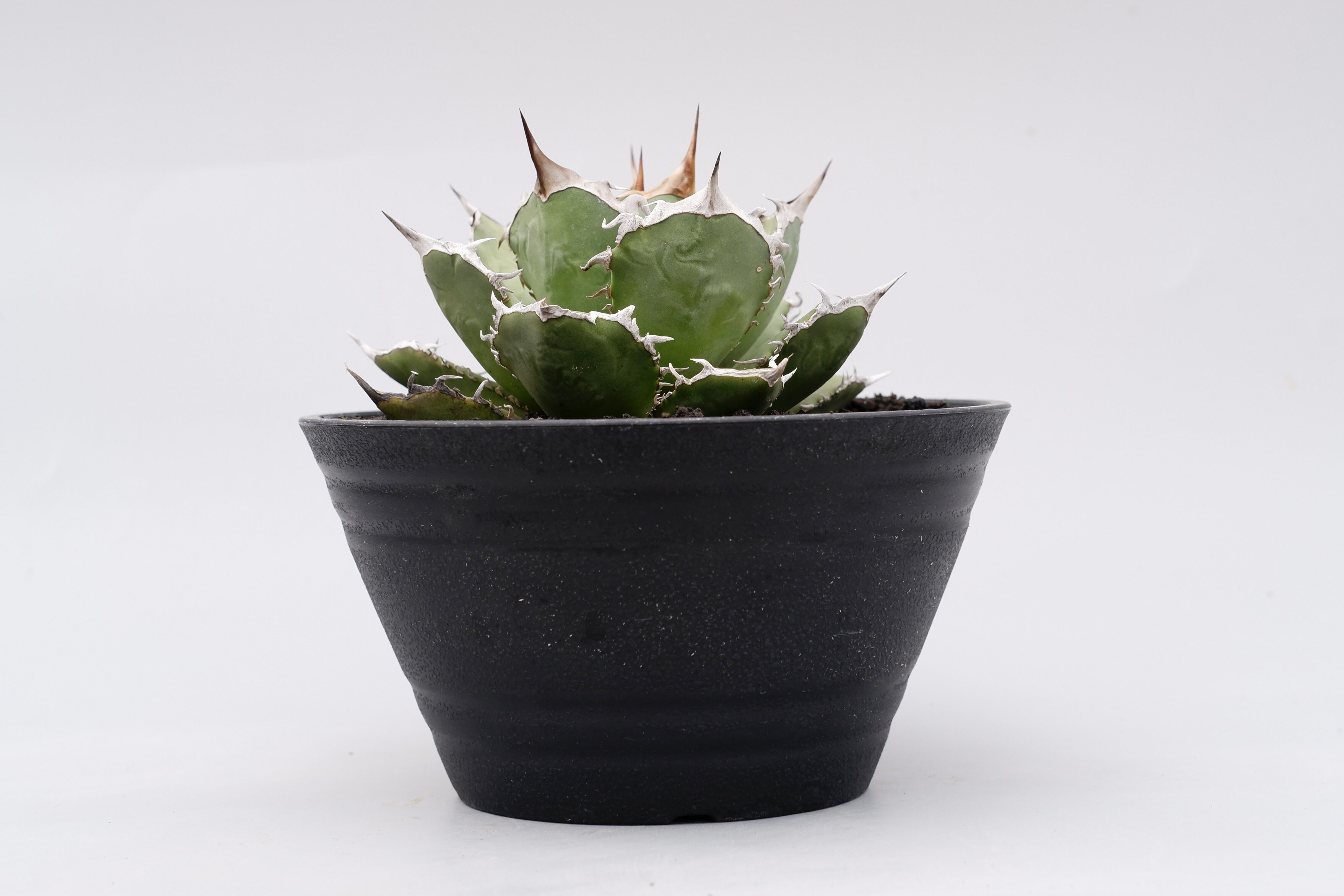 アガベ チタノタ 烈焔 002 Agave titanota 烈焔 | Sunny Branch