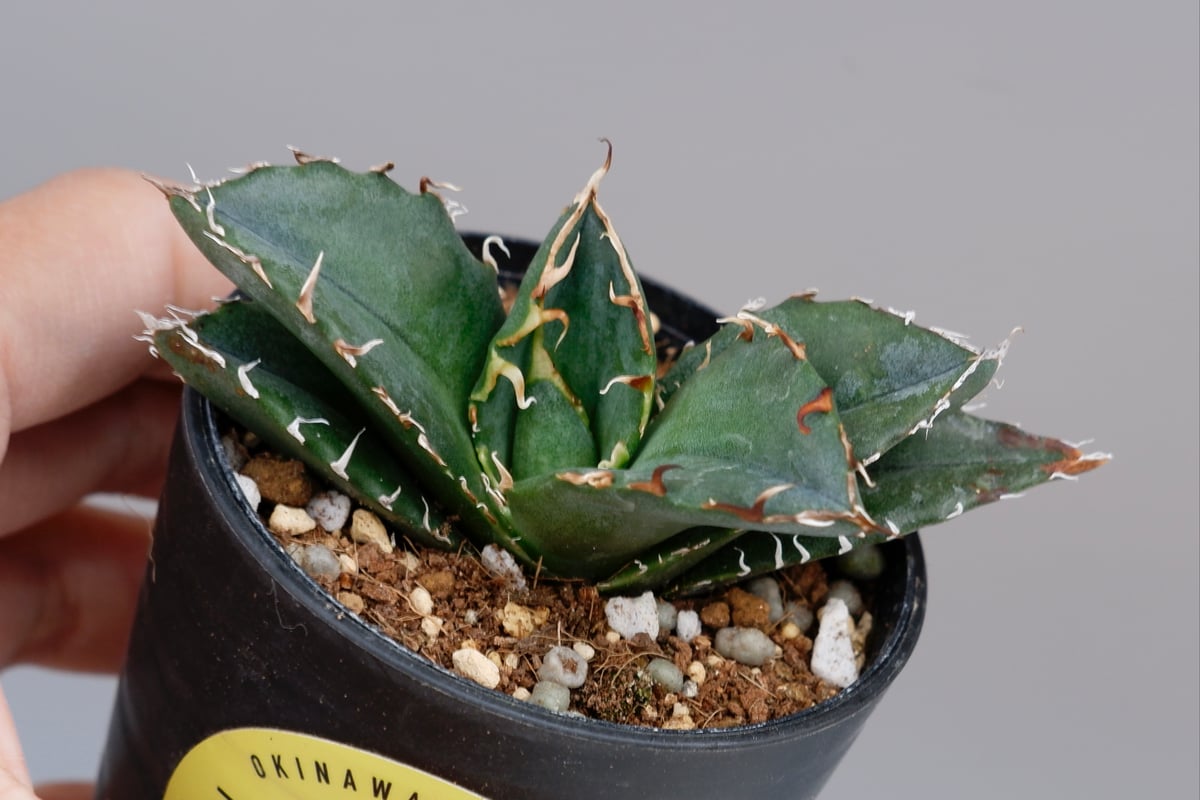 アガベ チタノタ　白鯨 アガベ・チタノタ ”白鯨” 3.5号鉢 | | チタノタ銘品シリーズ