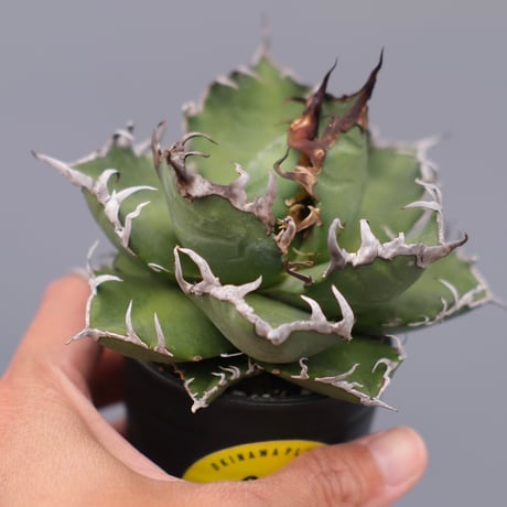 アガベシーザー | STORES