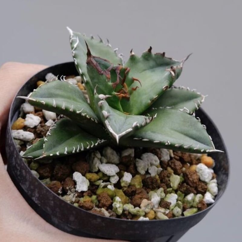 Agave titanota 白火焔 ホワイトファイヤー 014 子株 | Sunny Branch Agave titanota 白火焔 ホワイトファイヤー 014 子株 | Sunny Branch