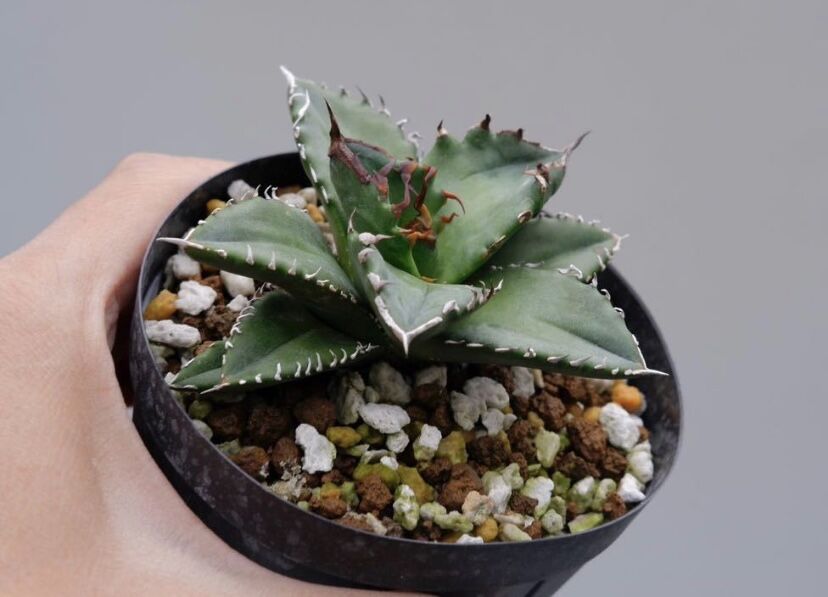 Agave titanota 白火焔 ホワイトファイヤー 014 子株 | Sunny Branch