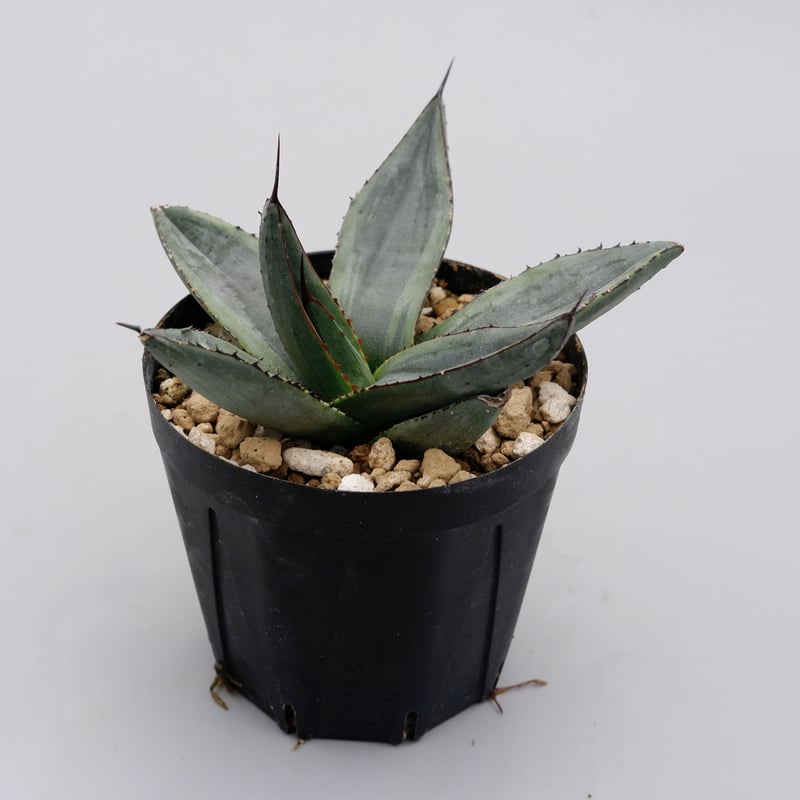 アガベ シャークバイト003 Agave Sharkbite | Sunny Branch アガベ シャークバイト003 Agave Sharkbite | Sunny Branch