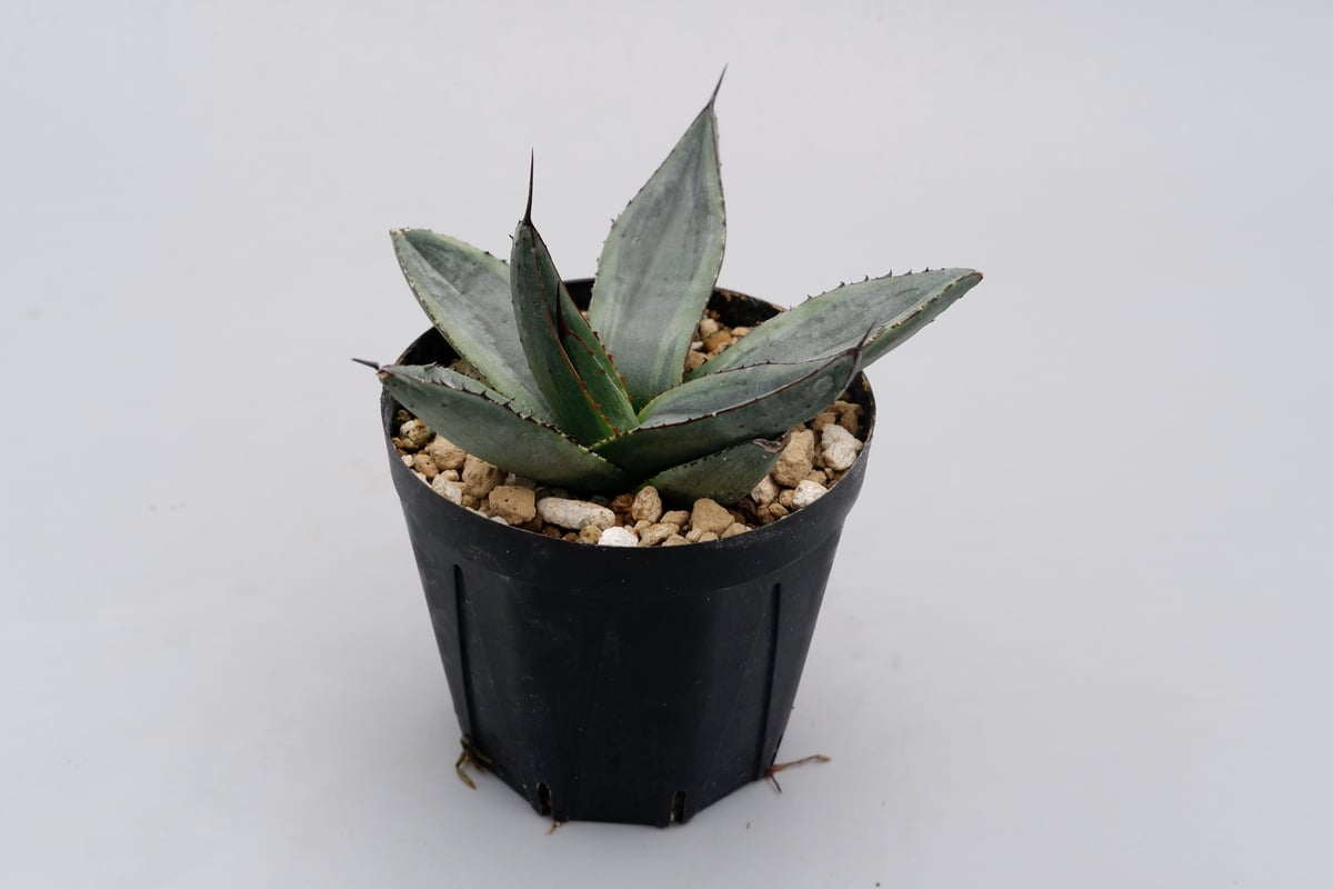 アガベ シャークバイト003 Agave Sharkbite | Sunny Branch