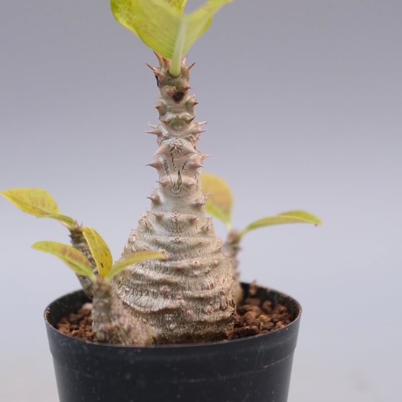 国内繁殖株の種子からの実生株　まん丸パキポディウムウィンゾリー 国内繁殖株の種子からの実生株 まん丸パキポディウムウィンゾリー Amazon｜