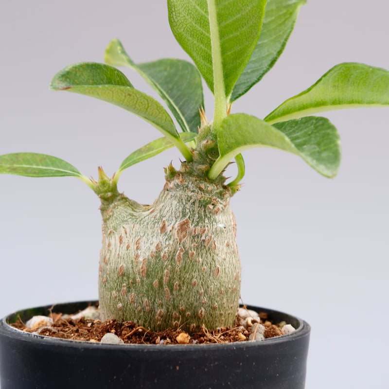 パキポディウム ウィンゾリー 実生株 015 Pachypodium windsorii |
