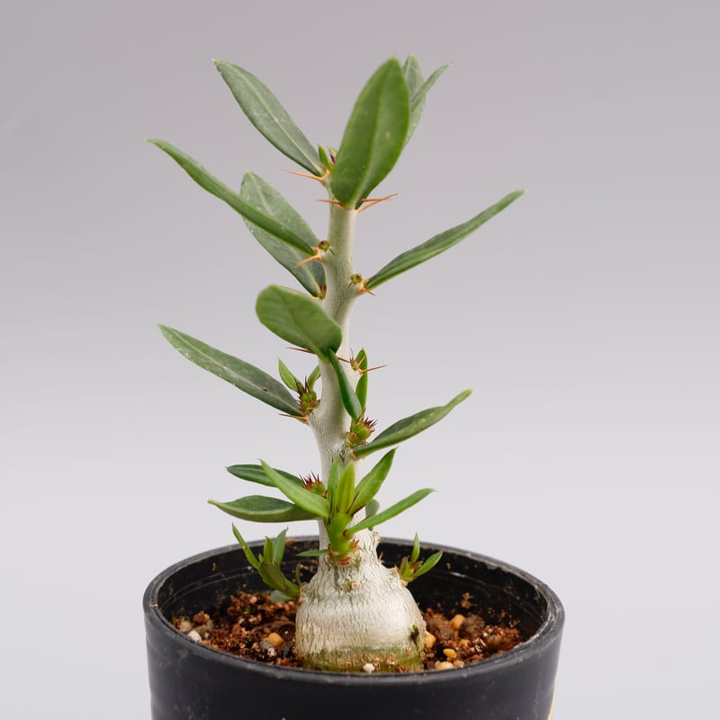 パキポディウム ビスピノーサム Pachypodium bispinosum 002 | Su