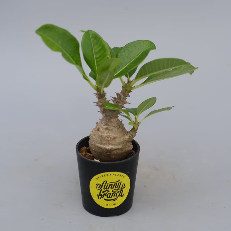 パキポディウム ウィンゾリー 実生株 072 Pachypodium windsorii |
