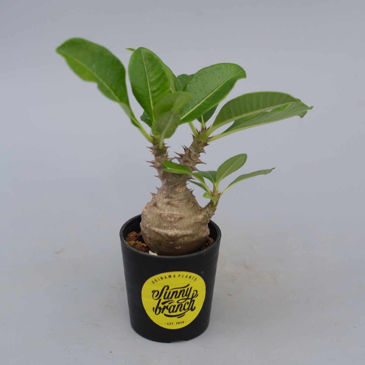 パキポディウム ウィンゾリー 実生株 072 Pachypodium windsorii |
