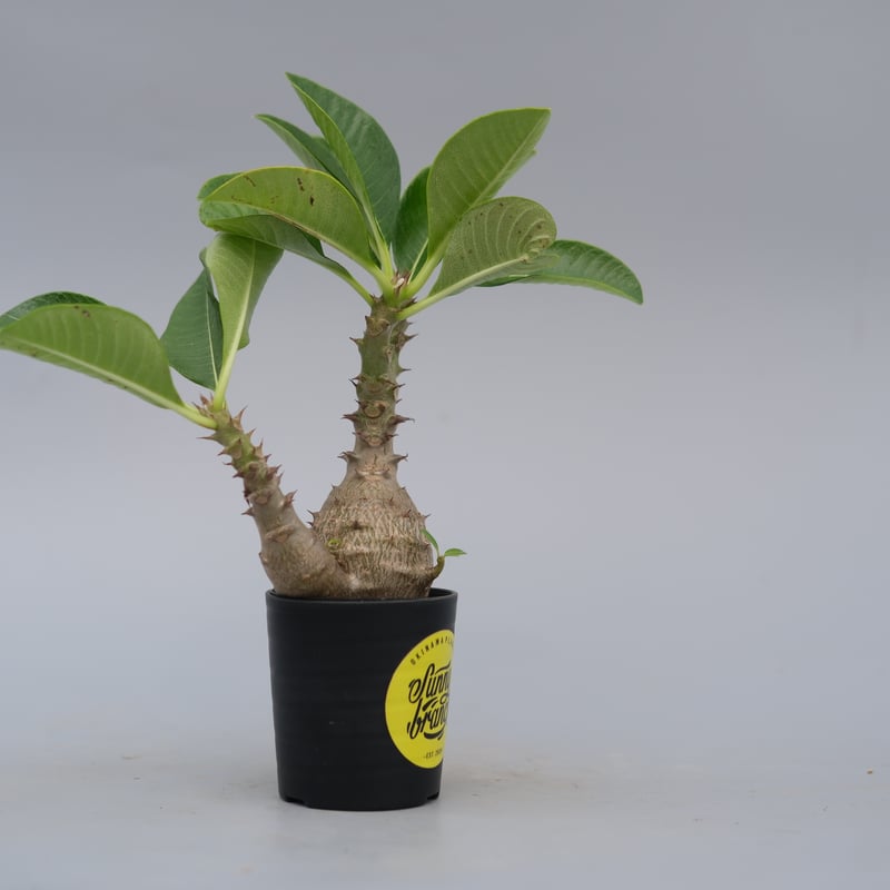 パキポディウム ウィンゾリー 実生株 073 Pachypodium windsorii |