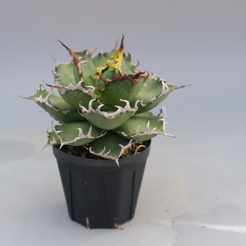 アガベ チタノタ シーザー Agave titanota caesar 192 | Sunny