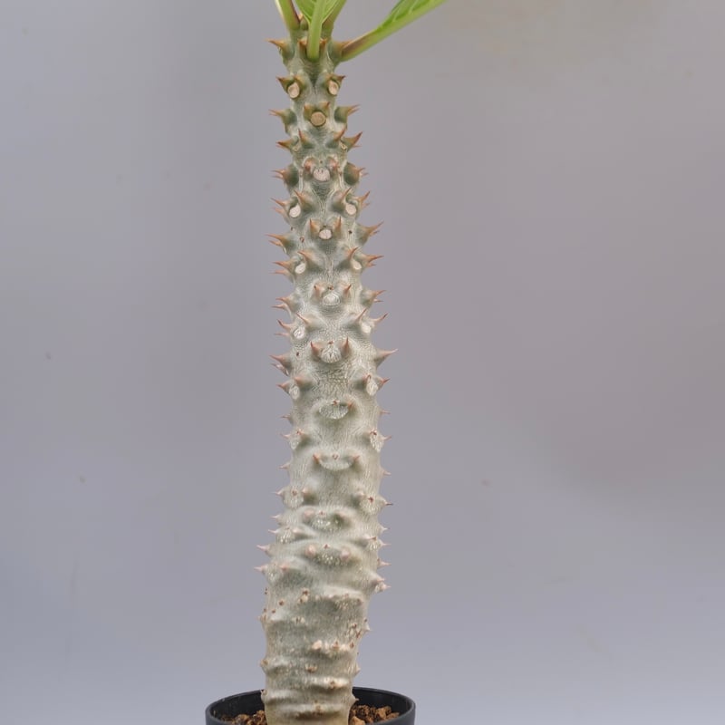 パキポディウム バロニー実生株037 Pachypodium baronii | Sunny