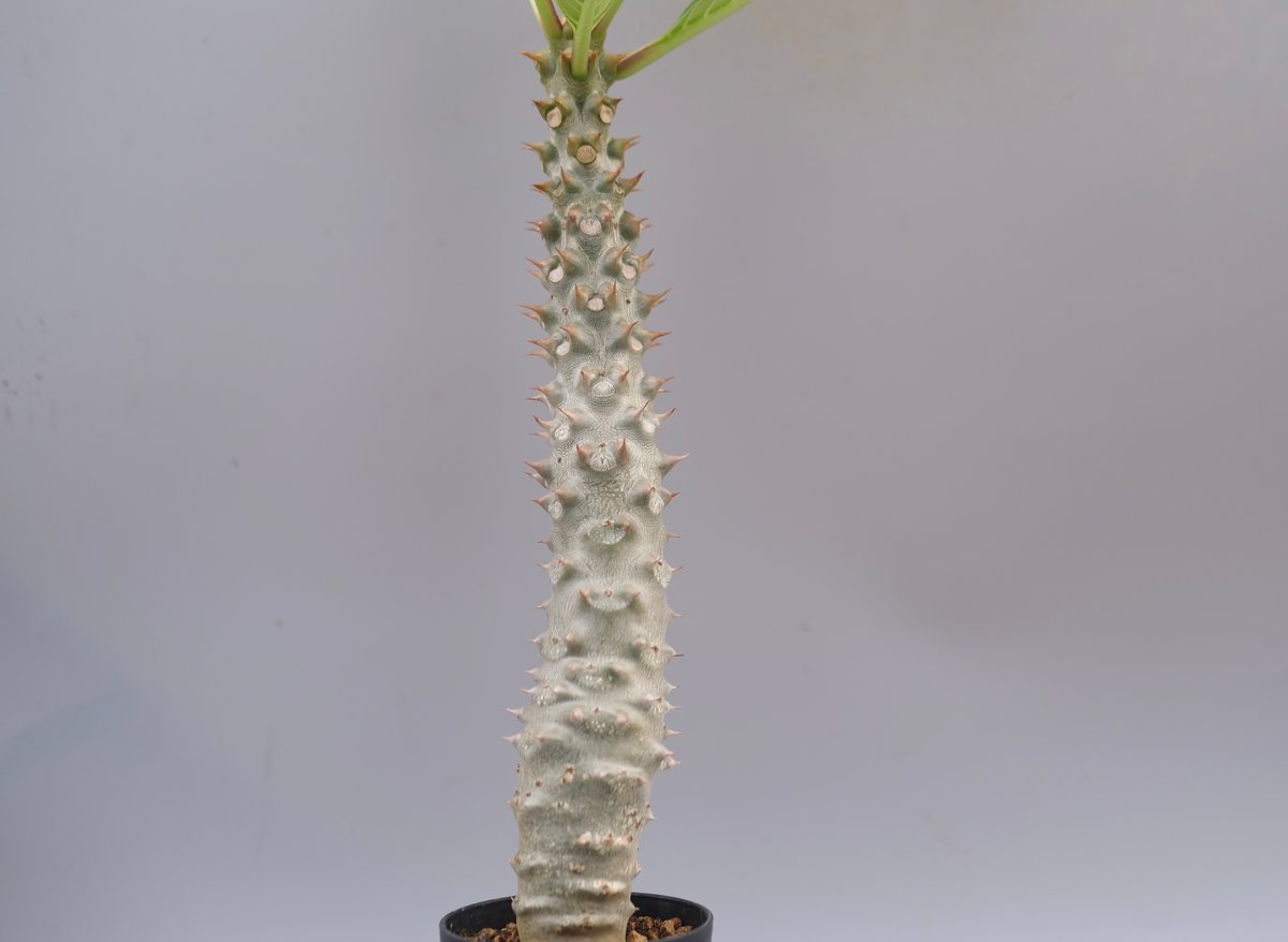 パキポディウム バロニー実生株037 Pachypodium baronii | Sunny