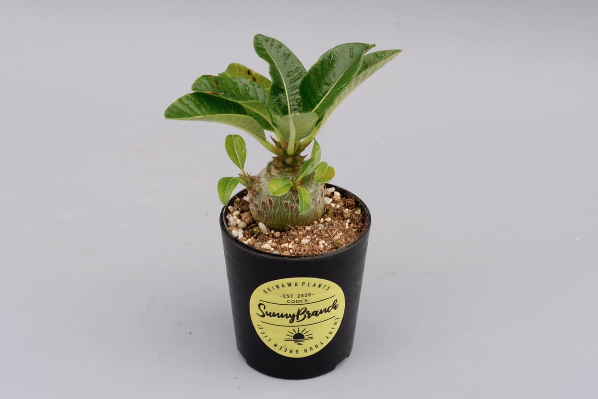 パキポディウム ウィンゾリー 実生株 018 Pachypodium windsorii |