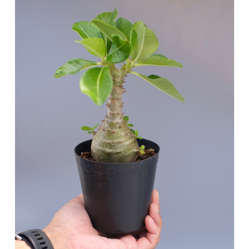 パキポディウム ウィンゾリー 実生株 065 Pachypodium windsorii |