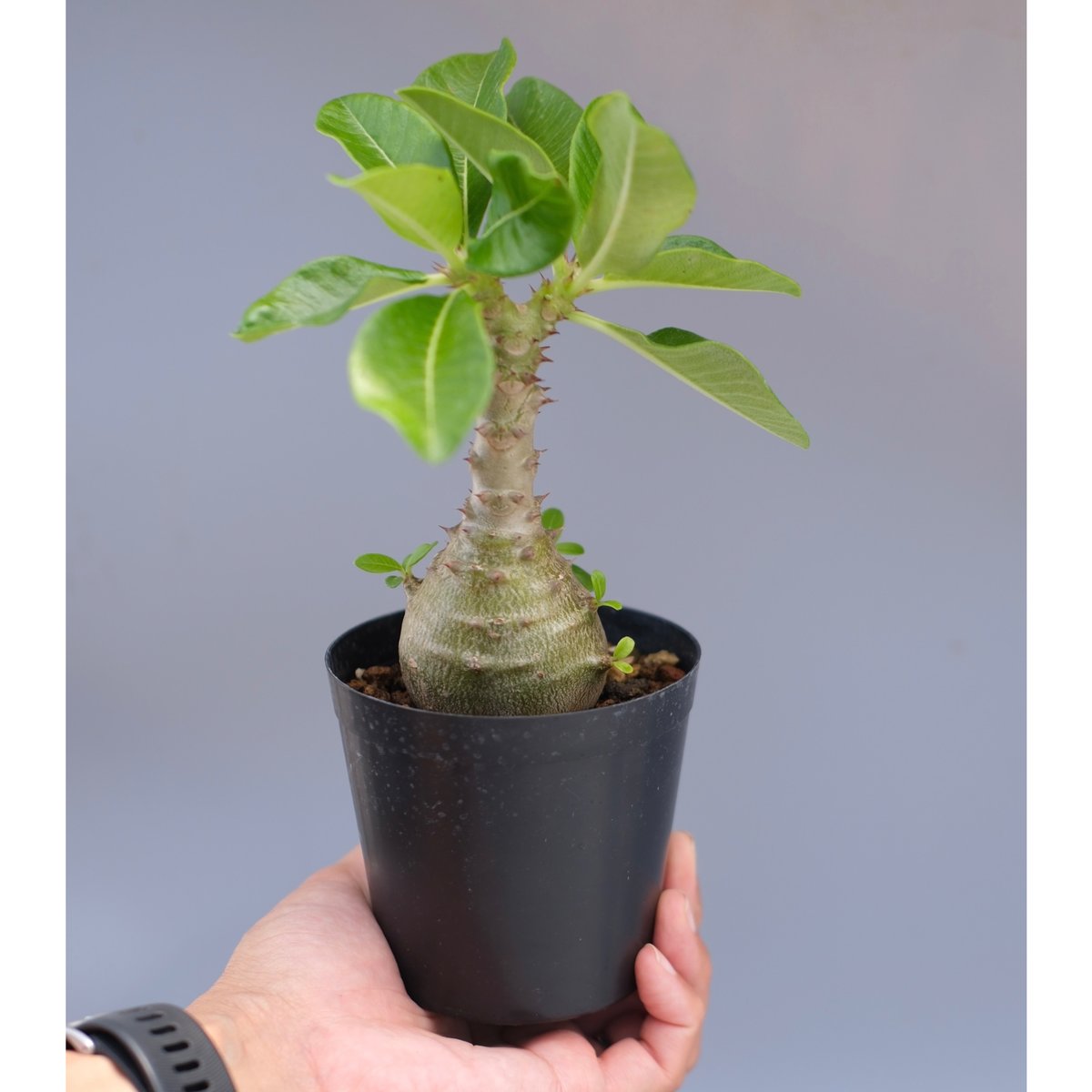 パキポディウム ウィンゾリー 実生株 065 Pachypodium windsorii |