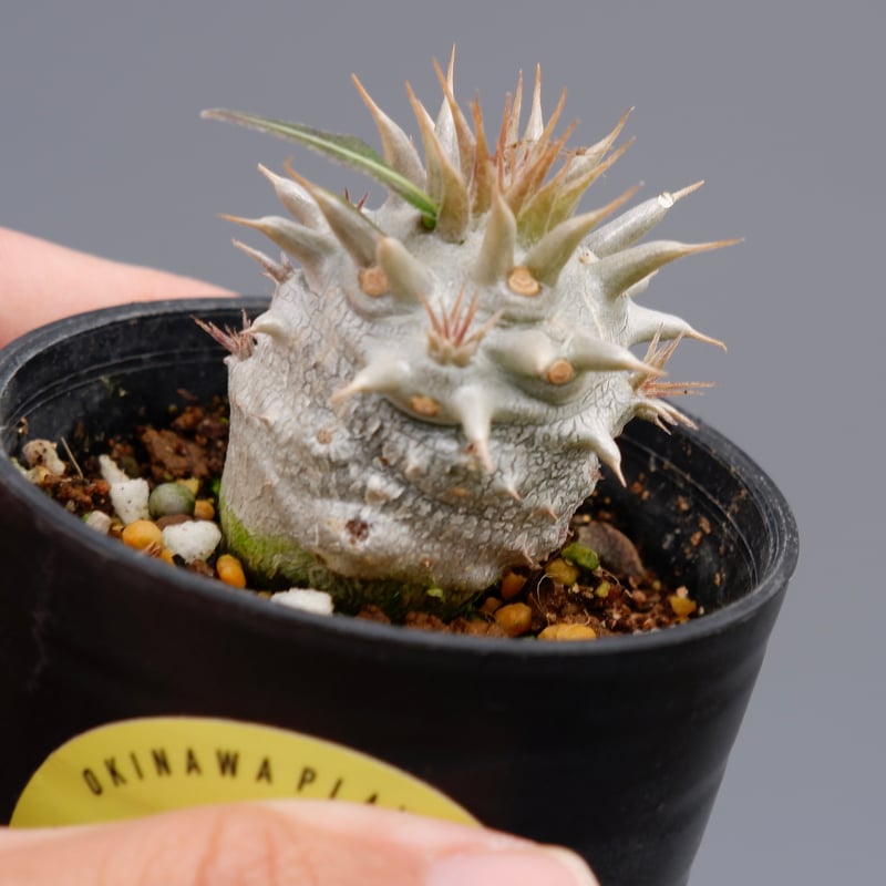 パキポディウム ロスラーツム 実生株 007 Pachypodium rosulatum パキポディウム ロスラーツム 実生株 007 Pachypodium rosulatum