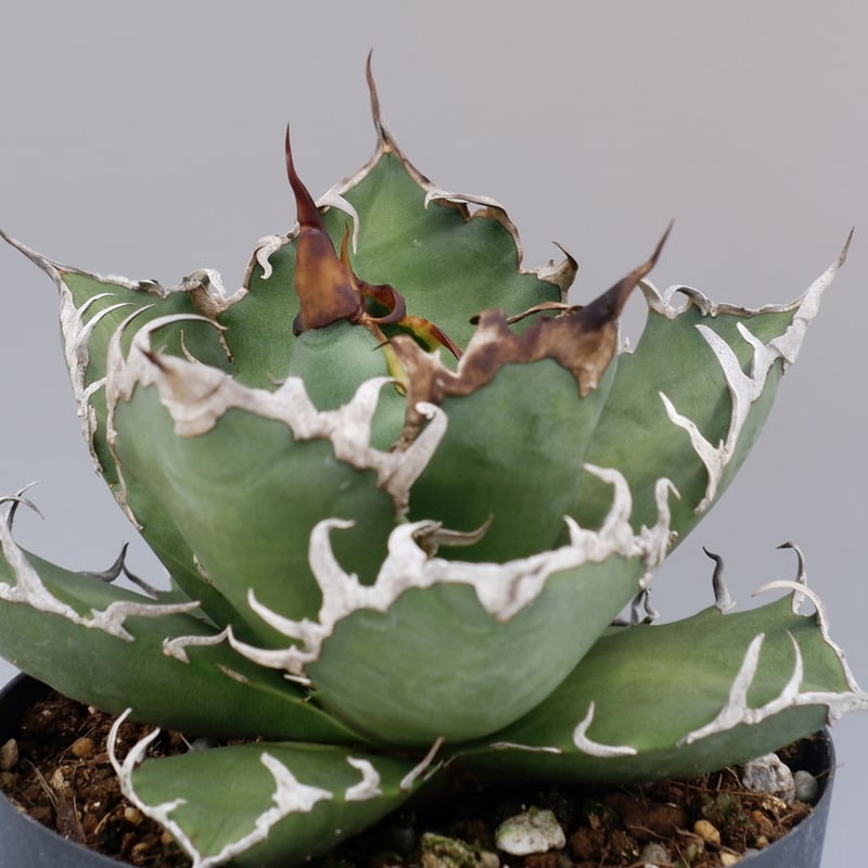 アガベ チタノタ シーザー Agave titanota caesar 008 | Sunny
