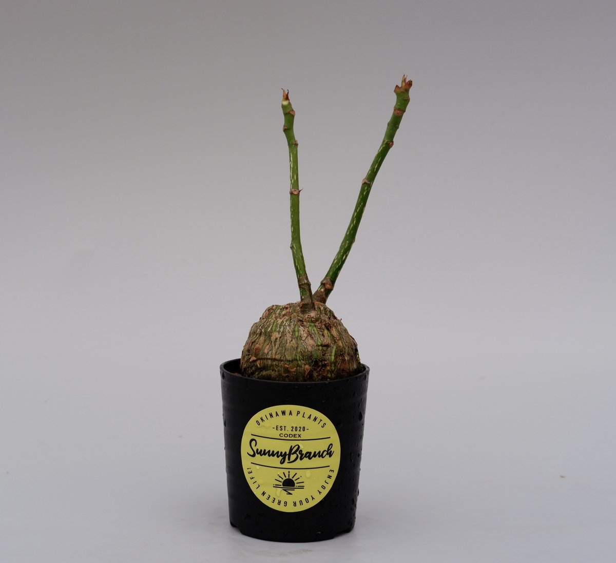 プセウド ボンバックス まん丸仕立て001 Pseudobombax ellipticum