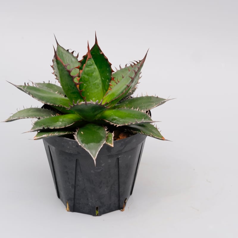 アガベ　ホリダ アガベ ホリダ 041 Agave horrida 強棘 | Sunny Branch