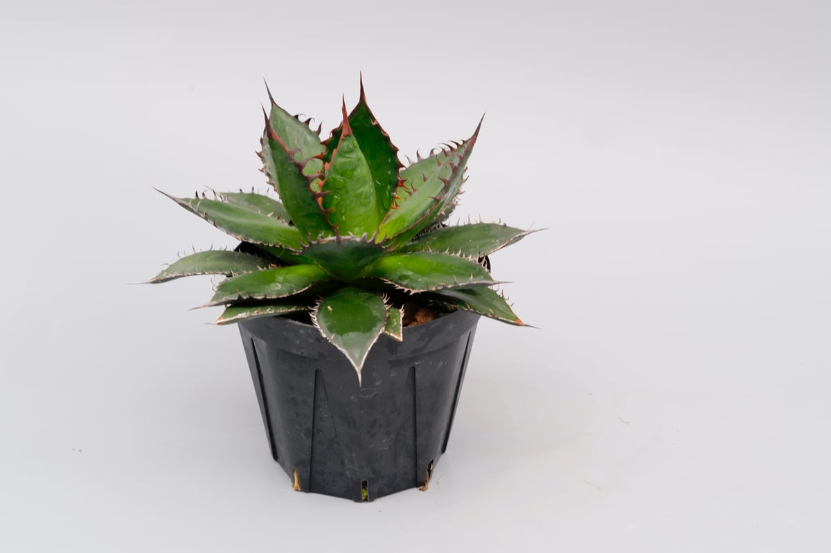 アガベ ホリダ 041 Agave horrida 強棘 | Sunny Branch