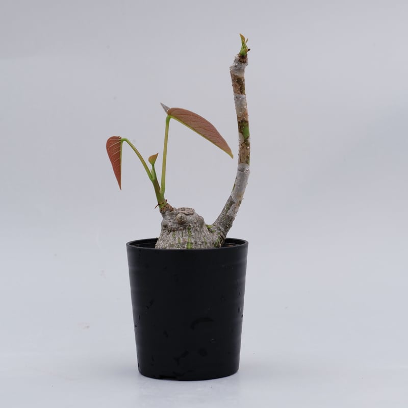 美株 ボンバックス 大型 Pseudobombax ellipticum プセウド ボンバックス まん丸仕立て010 Pseudobombax ellipticum |