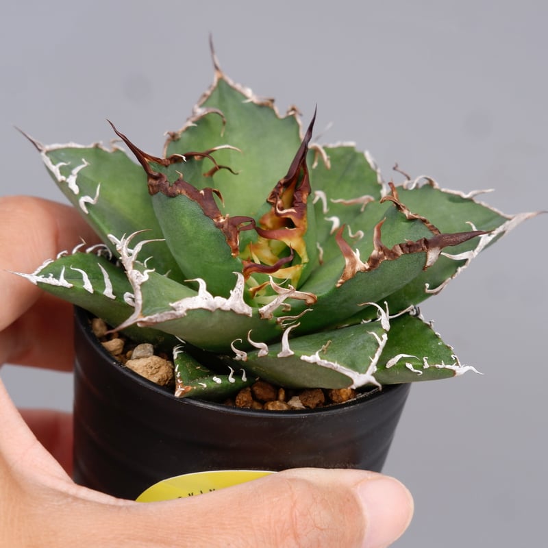 Agave titanota ‘Caesar’ シーザー 特選株】アガベ・チタノタ シーザー中-004｜agave titanota