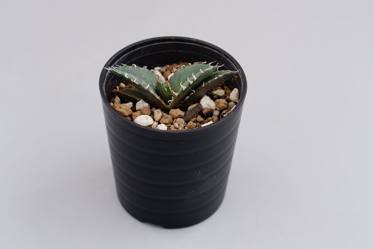 アガベ チタノタ 白鯨 025 Agave titanota white whale | Su