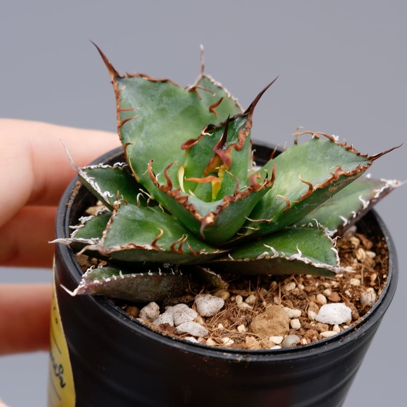 アガベ チタノタ シーザー Agave titanota caesar 069 | Sunny