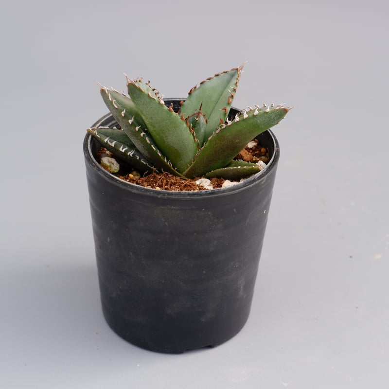 アガベ オテロイ 実生株 Agave oteroi seeding 050 | Sunny アガベ オテロイ 実生株 Agave oteroi seeding 050 | Sunny