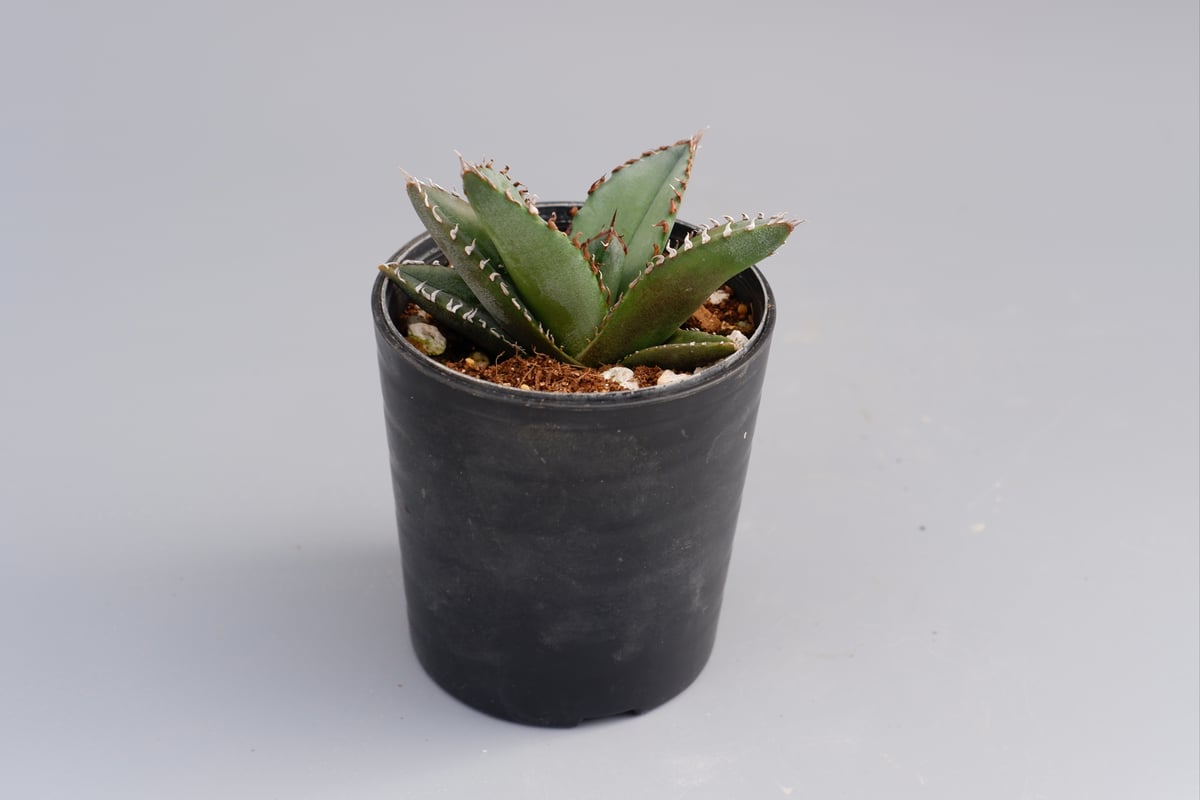 アガベ オテロイ 実生株 Agave oteroi seeding 050 | Sunny アガベ オテロイ 実生株 Agave oteroi seeding 050 | Sunny