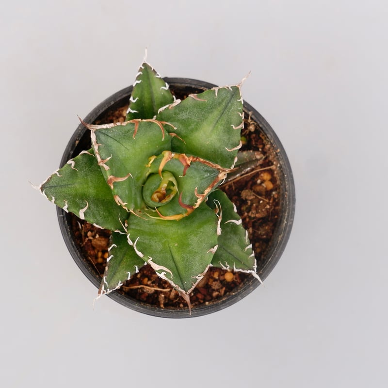 アガベ チタノタ シーザー Agave titanota caesar 115 | Sunny
