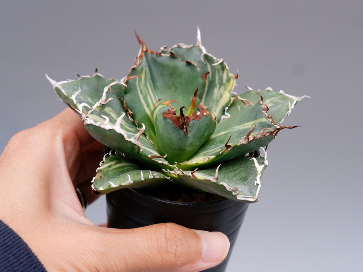 【coco】アガベ チタノタ 白鯨 アガベ・チタノタ白鯨（ボールタイプ）中-062｜agave titanota