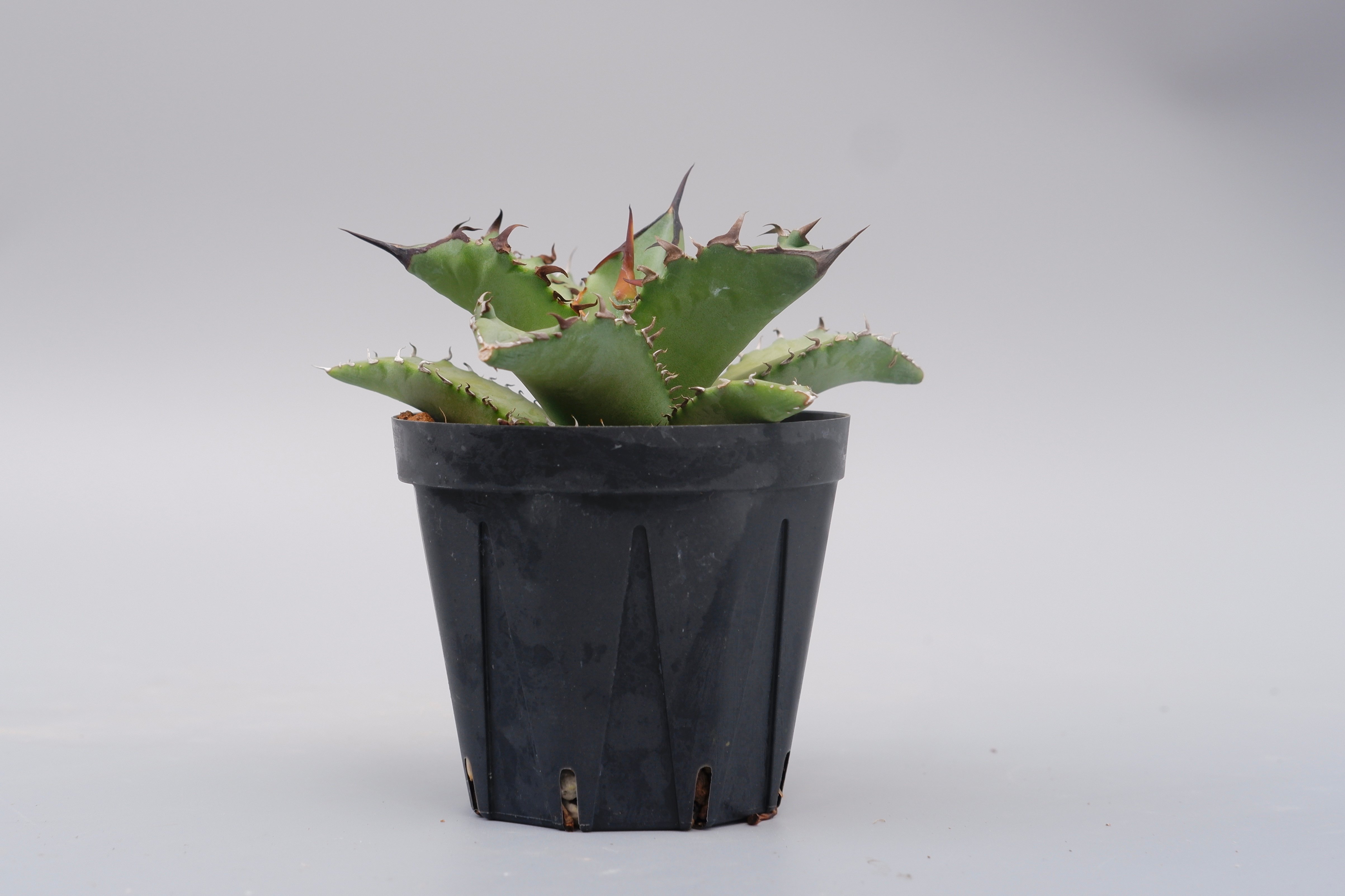 アガベ オテロイ 実生株 Agave oteroi seeding 101 | Sunny