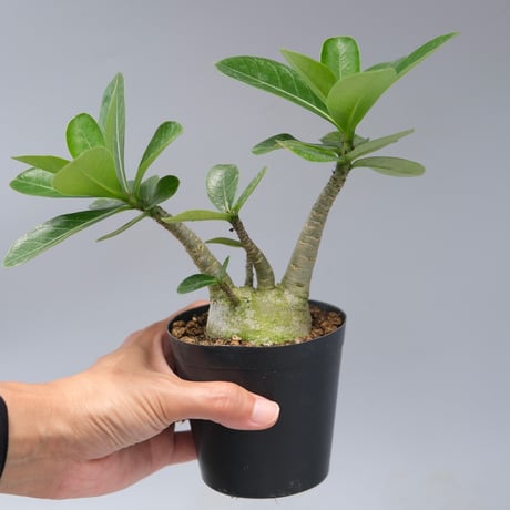 adeniumarabicum | STORES