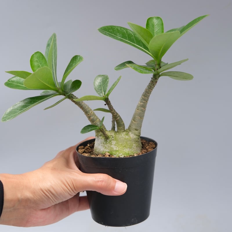 アデニウム アラビカム PNW 実生株 Adenium arabicum Phet na wa