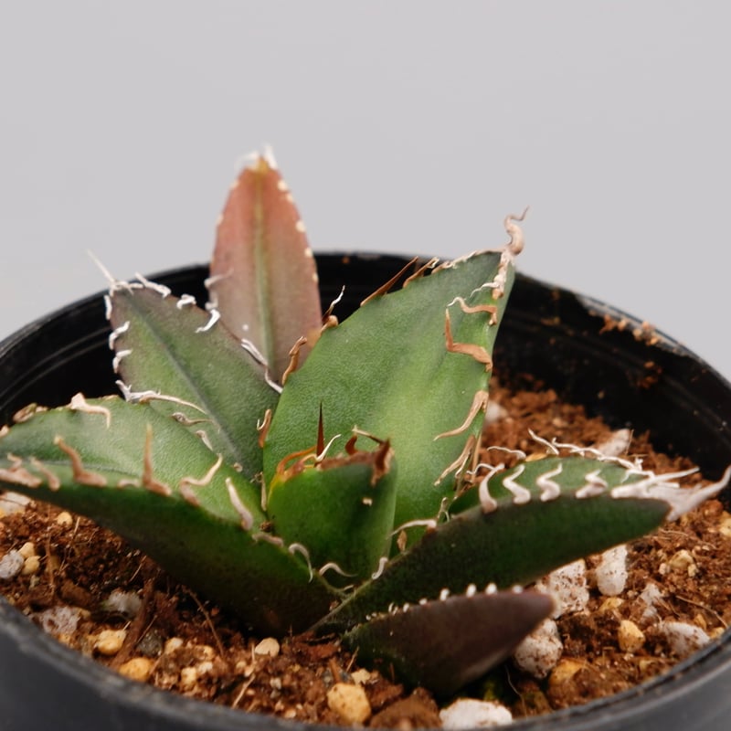 アガベ チタノタ シーザー Agave titanota caesar 080 | Sunny