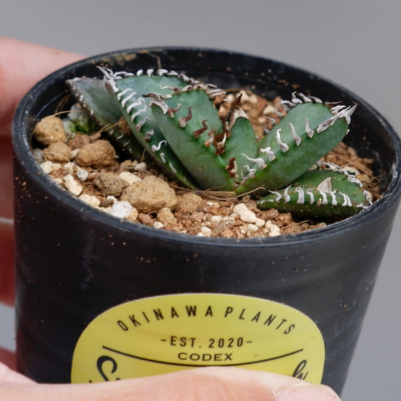 アガベ オテロイ 実生株 Agave oteroi seeding 085 | Sunny