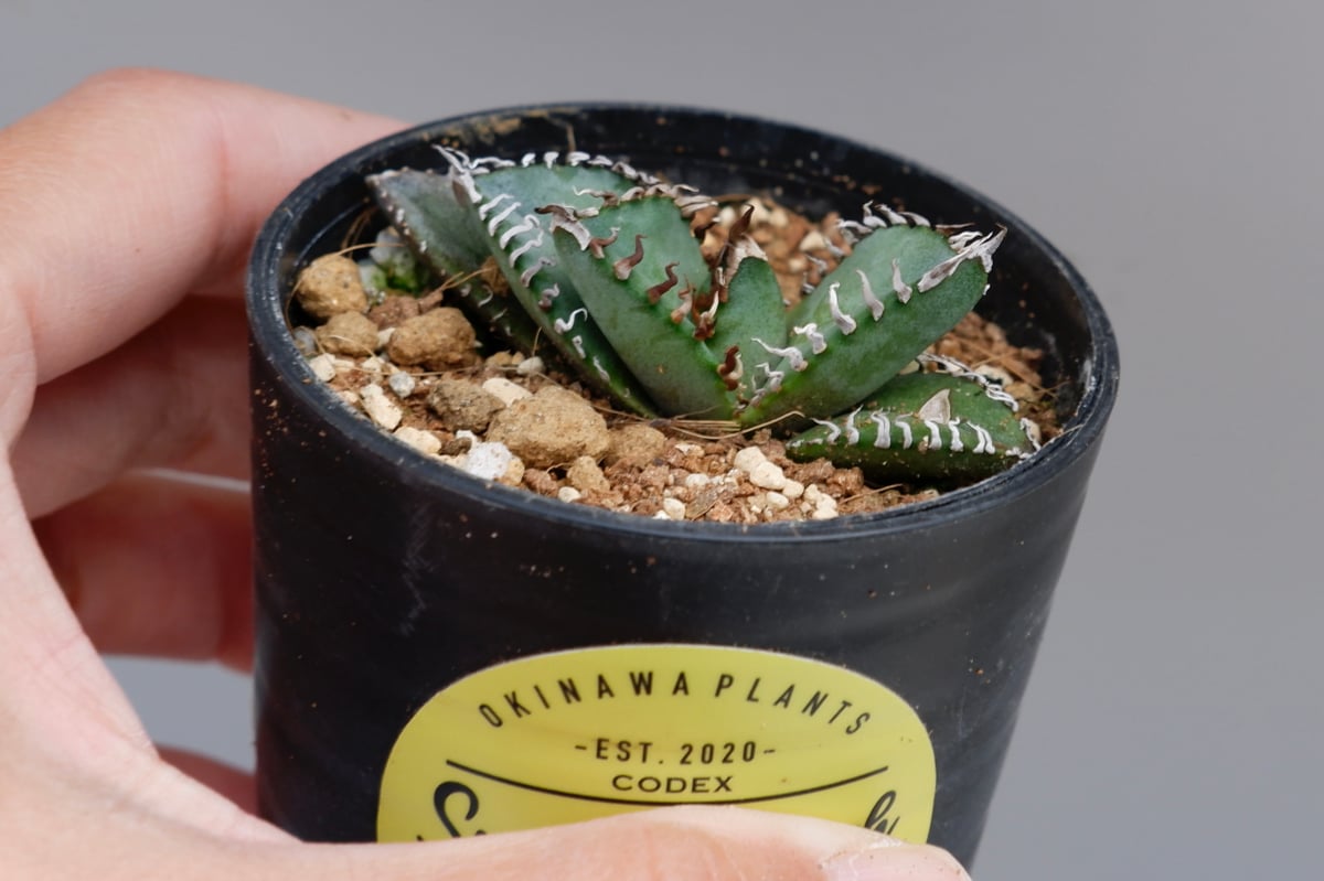 アガベ オテロイ 実生株 Agave oteroi seeding 085 | Sunny