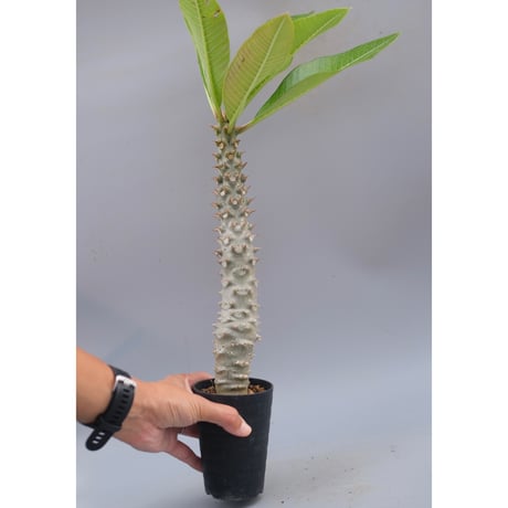 パキポディウムバロニー | STORES