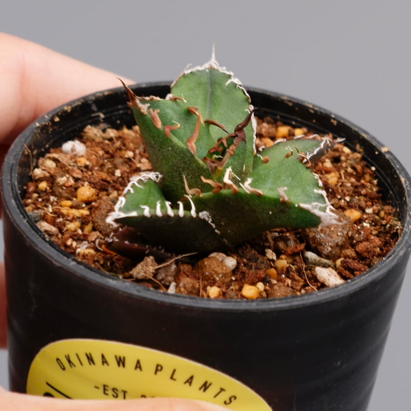 アガベ チタノタ シーザー Agave titanota caesar 095 | Sunny