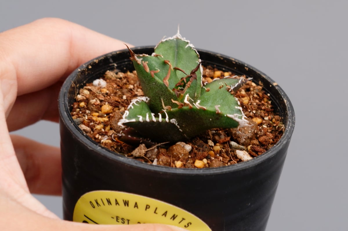 アガベ チタノタ シーザー Agave titanota caesar 095 | Sunny