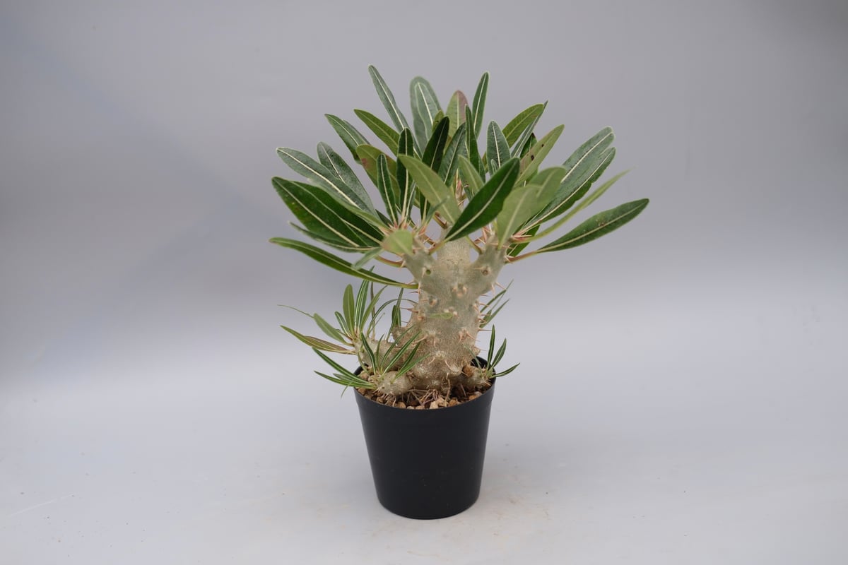 パキポディウム カクチペス 実生株 027 Pachypodium cactipes | Su