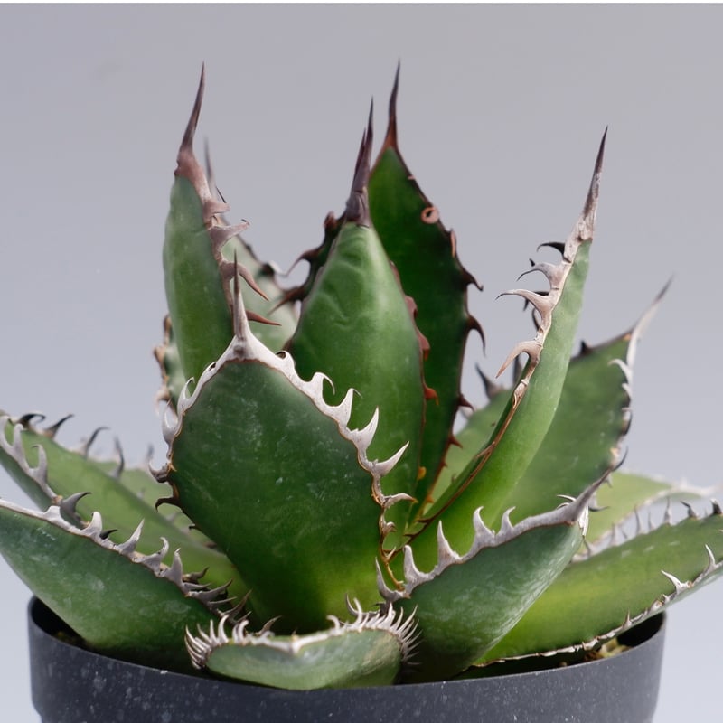 アガベ ホリダ 026 Agave horrida 強棘 | Sunny Branch