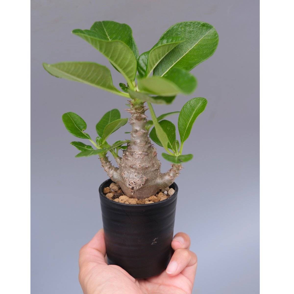 実生株　パキポディウム ウィンゾリー⑦ パキポディウム ウィンゾリー 実生株 058 Pachypodium windsorii