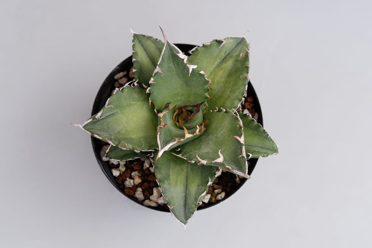 アガベ チタノタ ソーラーエクリプス 夕映 agave titanota Solar ecli