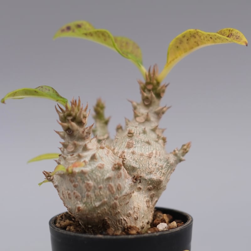 パキポディウム ウィンゾリー 実生株 115 Pachypodium windsorii |